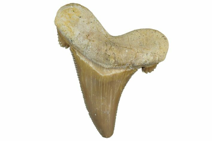 Serrated Sokolovi (Auriculatus) Shark Tooth - Dakhla, Morocco #312652